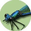 Damselfly logo