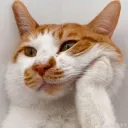 FileCat logo