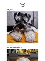 Example email digest showing merged Instagram and Imgur puppy photos