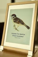 Single bird mode showing a Eurasian Tree Sparrow with name and time heard