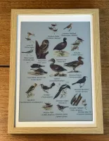 Collage display mode with multiple birds packed together