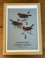 Latest bird mode showing the most recently heard species